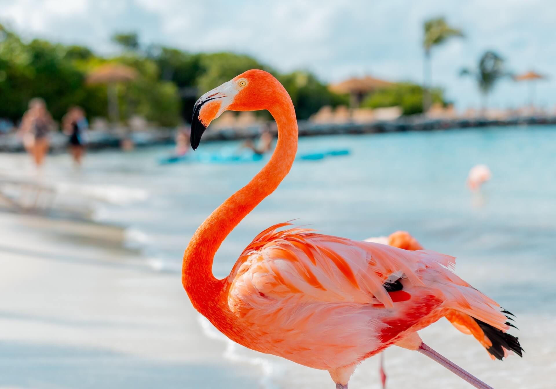 *rare* Delta flights to Aruba from Portland for $302 R/T